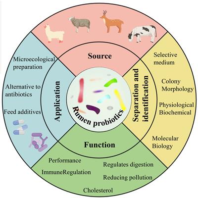 Research progress in isolation and identification of rumen probiotics